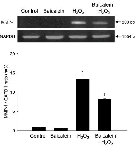 Figure  3.  Effects  of  baicalein  on  H 2 O 2 -induced  MMP-1  mRNA  level.  Total  RNA  was 