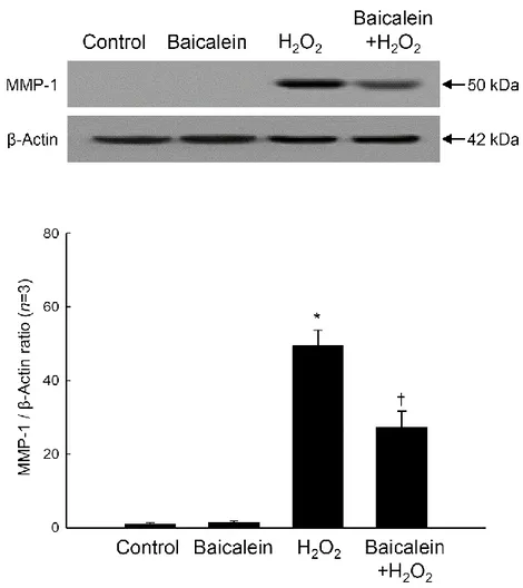 Figure 4. Effects of baicalein on H 2 O 2 -induced MMP-1 protein expression. Cell lysates were 