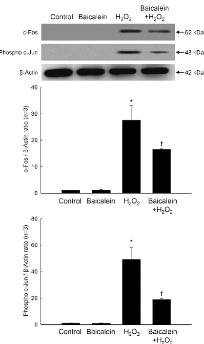 Figure  6.  Effects  of  baicalein  on  H 2 O 2 -induced  AP-1  expression.  Cell  lysates  were 