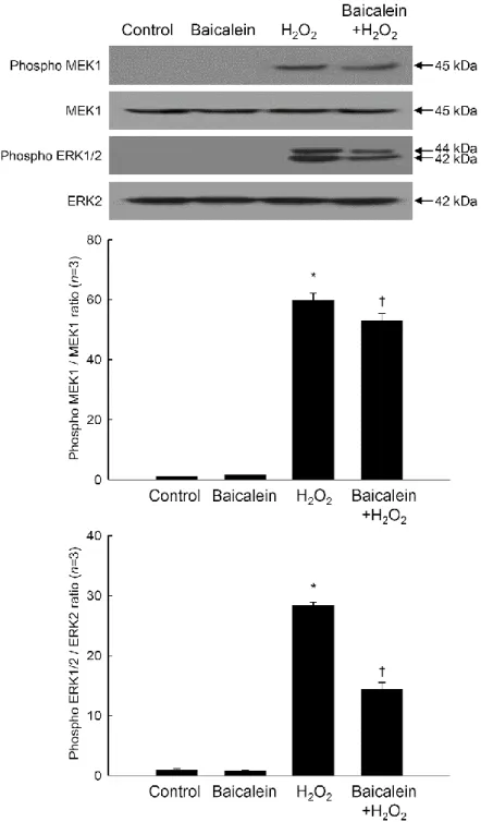 Figure 8. Effects of baicalein on  H 2 O 2 -induced ERK signal transduction. Cell lysates were 