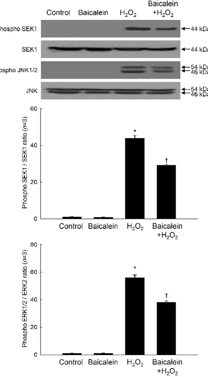 Figure 9.  Effects  of  baicalein  on  H 2 O 2 -induced  JNK  signal  transduction.  Cell lysates  were 