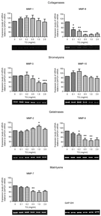 Fig. 1. TG treatment induces downregulation of MMP expression in PMA-differentiated THP-1 macrophages