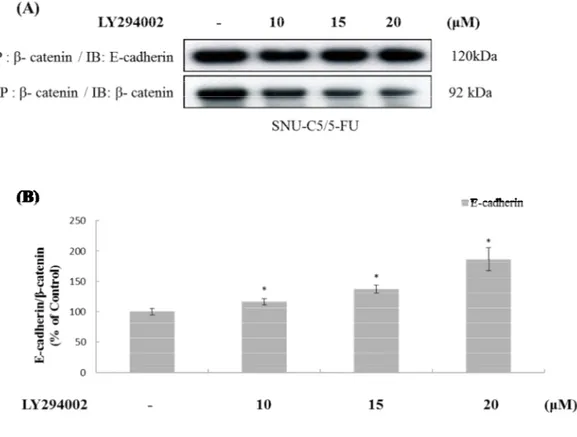 Figure 10. The effect of LY294002 on β-catenin interacts with E-cadherin in SNU-C5/5-