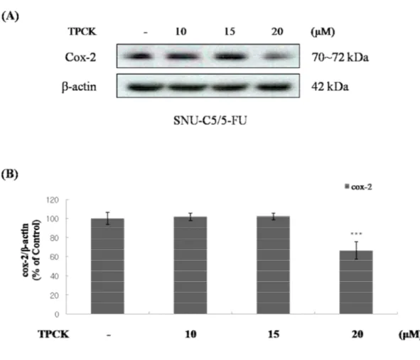 Figure  14.  The  effect  of  TPCK  on  the  expression  of  COX-2  in  SNU-C5/5-FU  (A)  The  SNU-C5/5-FU  cells  (2  x  10 5   cells/mL)  were  pre-incubated  for  24h  and  then  cells  were  treated  with  TPCK  (10,  15  and  20  μM)