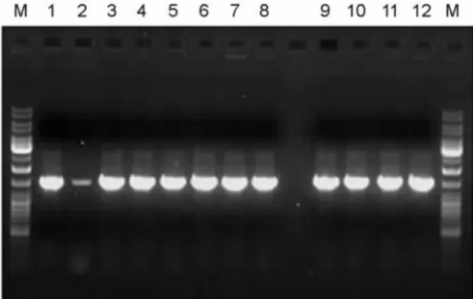 Fig. 1. PCR amplification of  16S rDNAs from isolated strains. 