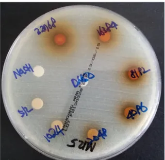 Fig. 2. Broth microdilution method of  Phellinus baumii using TTC (left) or MTT (right) redox indicator