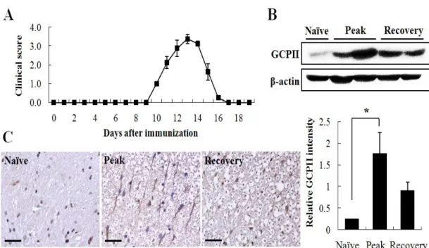 Figure  1.  GCPII  overexpressed  in  the  peak  stage  of  EAE.  (A)  Lewis  rats  were  immunized  with  GBP  in  CFA  and  the  development  of  EAE  was  monitored