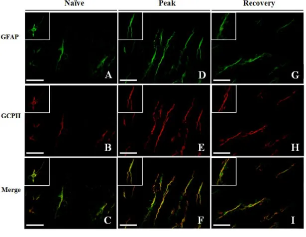 Figure  2.  GCPII  overexpression  was  observed  mainly  on  astrocytes.  Fluorescence  staining  visualized  GFAP +   astrocytes  (green)  and  GCPII +   cells  (red)  in  spinal  cords  of  Lewis  rats  and  images  were  merged  to  compare  naïve  con