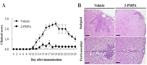 Figure  3.  Inhibition  of  GCPII  induced  the  resistance  to  EAE.  (A)  C57BL/6  mice  had  been  immunized  with  MOG35-55  peptides  in  CFA  and  injected  either  PBS  (vehicle)  or  GCPII  inhibitor  (2-PMPA)  twice  a  week  until  the  terminati