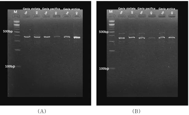 Figure  5.  Electrophoresis  pattern  of  CHD   Z/W  gene  after  PCR  amplication  with  the  P2-P8  primer  (A)  and  P2-NP-MP  primer  (B)  in  3  Gaviiformes  species  ( Gavia  stellata ,  G