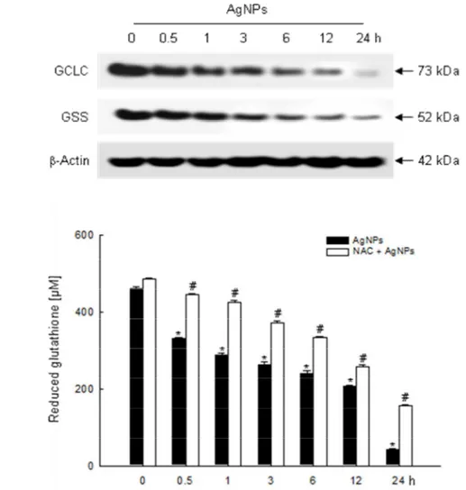 Fig. 3. Effects of AgNPs on cellular glutathione systems. (A) Cell lysates were electrophoresed 