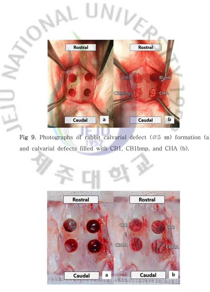 Fig  9.  Photographs  of  rabbit  calvarial  defect  (∅5  ㎜)  formation  (a)  and  calvarial  defects  filled  with  CB1,  CB1bmp,  and  CHA  (b).