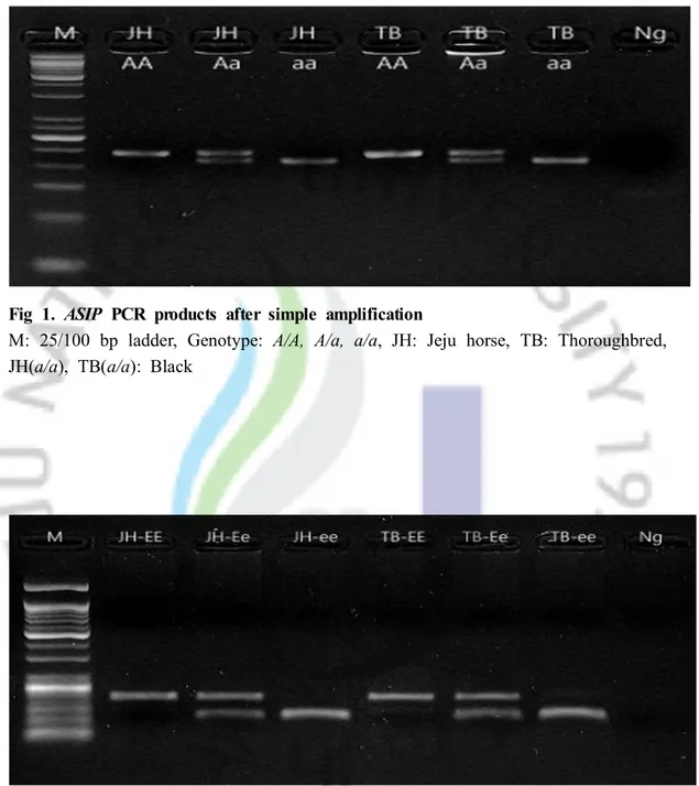 Fig 1. ASIP PCR products after simple amplification