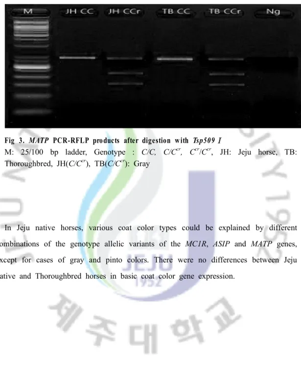 Fig 3. MATP PCR-RFLP products after digestion with Tsp509