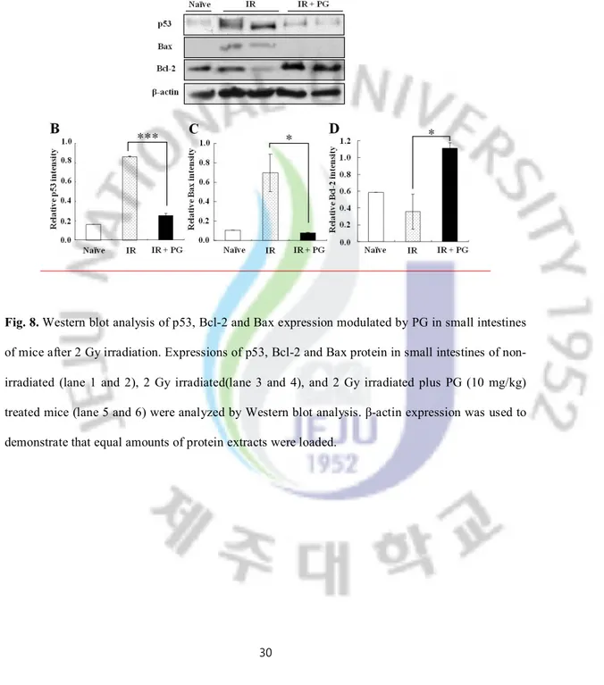 Fig. 8. Western blot analysis of p53, Bcl-2 and Bax expression modulated by PG in small intestines  of mice after 2 Gy irradiation