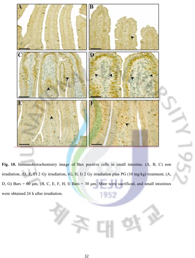 Fig.  10.  Immunohistochemistry  image  of  Bax  positive  cells  in  small  intestine