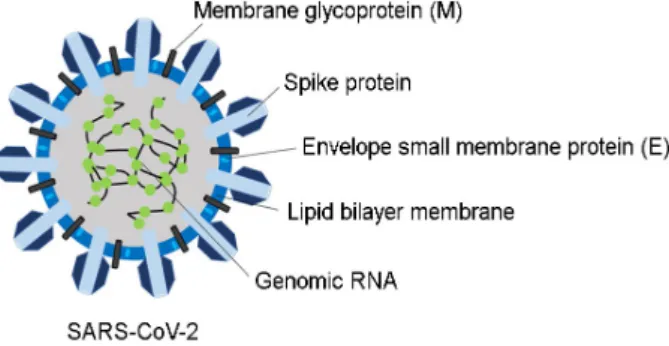 Fig. 4. Cartoon representation of  SARS-CoV-2 viral structure. The figure made in Biorender