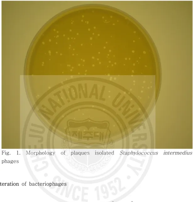 Fig.  1.  Morphology  of  plaques  isolated  Staphylococcus  intermedius
