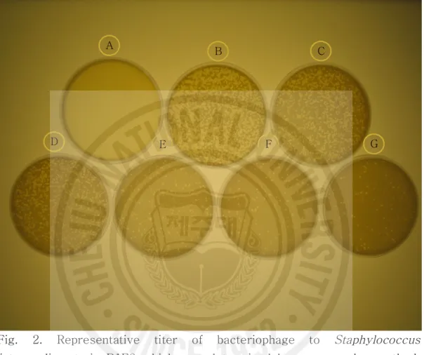 Fig.  2.  Representative  titer  of  bacteriophage  to  Staphylococcus  intermedius   strain  B1F8  which  was  determined  by  agar  overlay  method