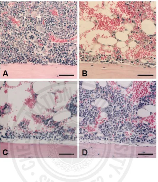 Fig. 4. Histological findings in bone marrow of the normal control (A), irradiation-only (B), 