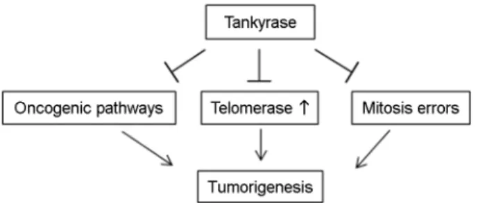 Fig.  1.  Different  biological  tankyrase  functions  are  relevant  to cancer,  including  oncogenic  pathways  (WNT,  YAP,  and  AKT), telomere maintenance, and regulation of  mitosis