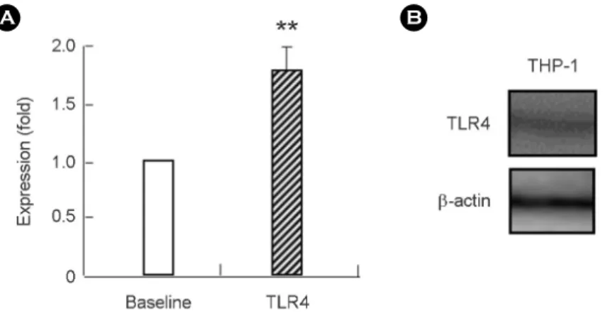 Fig. 1. THP-1 cells express TLR4. (A) The  expression  of  TLR4  was  detected  in  THP-1  cells  using  flow  cytometry  (A)  and  Western  blotting (B)