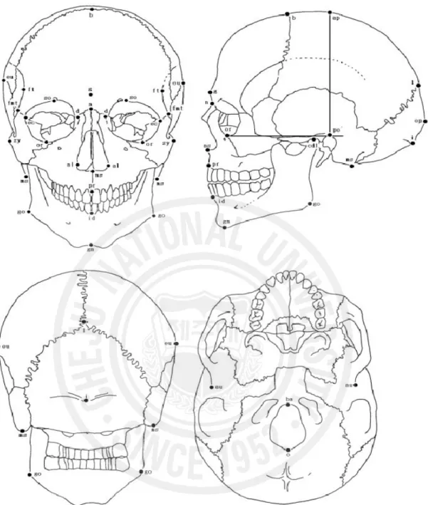 Fig. 2 Schematic drawing of the skull representing twenty-eight landmarks.