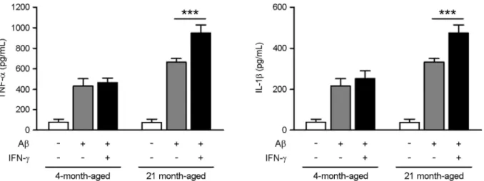 Fig. 1. Increased inflammatory response in microglia from aged mice upon stimulation with Aβ and IFN-γ