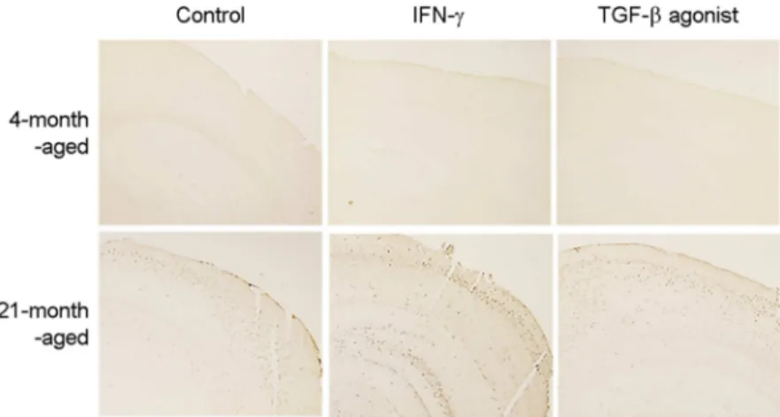 Fig. 4. TGF-β agonist increase Aβ accumu- accumu-lation in brain tissue of  aged mice