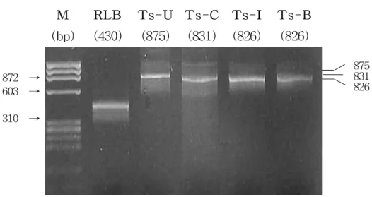 Figure  2.  PCR  amplification  of  primer  sets.  Primers  were  Ts-C,  Ts-I,  Ts-B  used  by  the  combination  with  Ts-R  primer