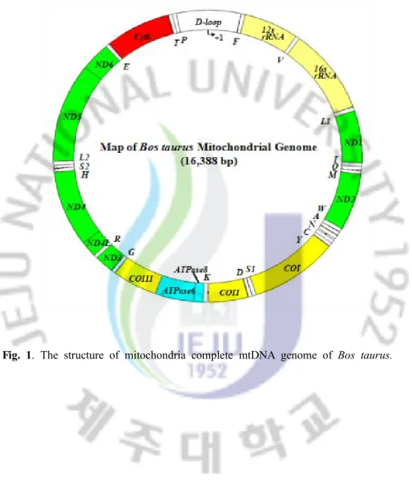 Fig.  1.  The  structure  of  mitochondria  complete  mtDNA  genome  of  Bos  taurus.