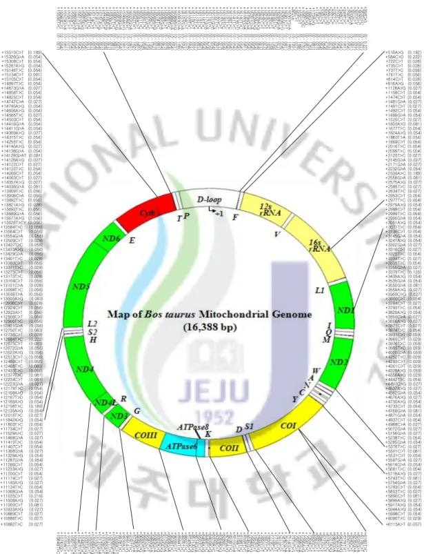 Fig.  2.  The  map  of  392  polymorphisms  in  mtDNA.  392  polymorphims  were  identified  in  complete  mtDNA  incliding  36  heads  of  cattle.