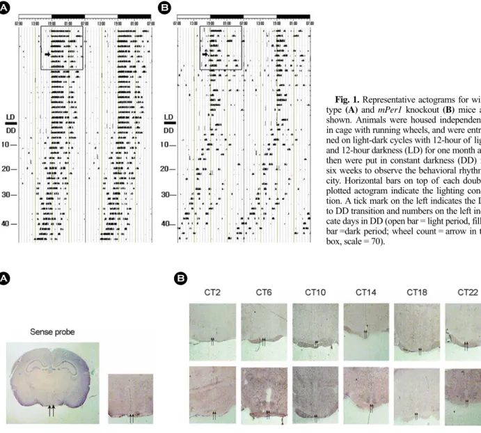 Fig. 1. Representative actograms for wild- wild-type  (A) and mPer1 knockout (B) mice are  shown