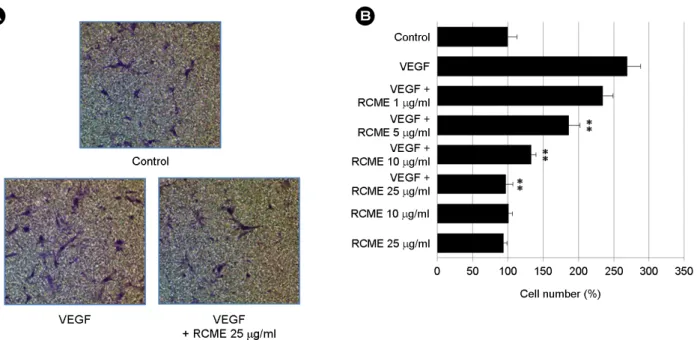 Fig. 4. RCME inhibits VEGF-induced invasion and MMP expression of  endothelial cells. (A) Effect of  RCME on HUVEC invasion using a Transwell culture plate