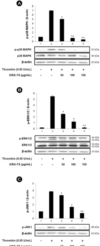 Fig.  4.  Effects  of  KRG-TS  on  AA  release  and  cPLA 2 -phos- -phos-phorylation. (A) Effects of KRG-TS on AA release