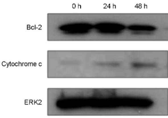 Fig. 4. The effect of Pseudomonas aeruginosa extract on the  expression of  cytochrome c and Bcl-2 proteins in HCT 116 cells