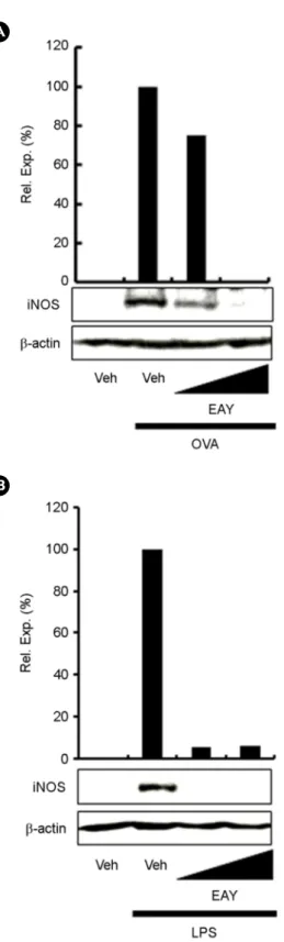 Fig. 4. Ethanol extracts of  Aster yomena (EAY) suppress nitrite production induced by OVA or LPS