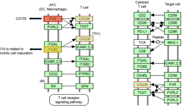 Fig. 2. The KEGG signaling pathway for the part of  cell adhesion molecules. CD226 found in T cells according to KEGG is red