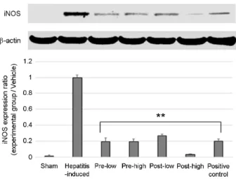 Fig. 3. Concentration of  TNF-α in serum. The concentration of  TNF-α was significantly increased in the hepatitis-induced group