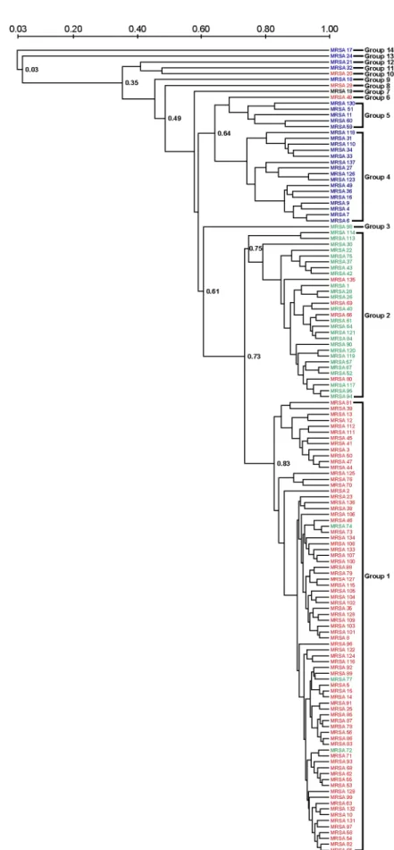 Fig. 1. Dendrogram of the similarity index among MRSA isolates by AFLP analysis. Red; SCCmec type II MRSA isolates, Blue;