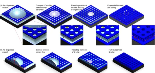Fig 8. Method for sorting micro bead in substrate having micro sized trap holes[27]. 마이크로 입자 제어에 대한 유체 시스템의 활용 예로 유체 내 입자의 정밀 배 열 제어 시스템을 구성하여 여러 방향에서 전파되는 표면파의 파장에 의해 생성 되는 정상파(standing wave)로 인한 입자 배열을 유도하는 방식이 연구가 진행 되었다[28]