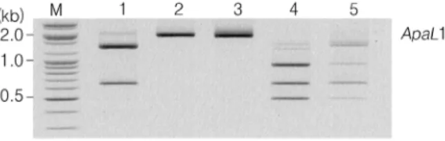 Fig. 1. Restriction patterns of the amplified CNLAC1 gene from  Cryptococcus species complex isolates and reference  strains by using ApaL1