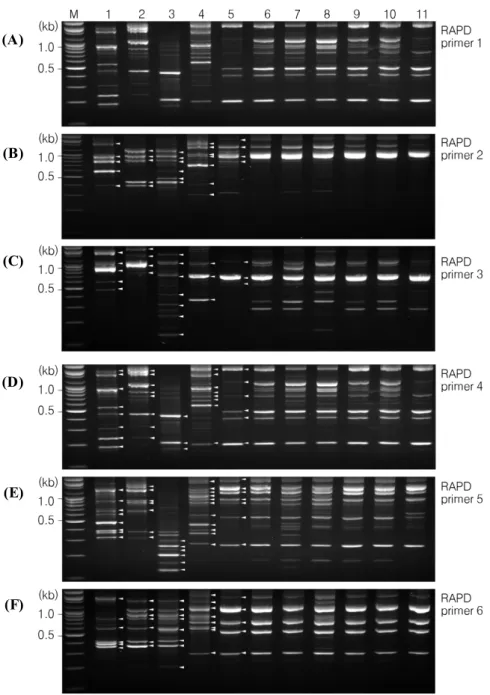 Fig. 2. RAPD patterns of Cryptococcus species complex isolates and reference strains by serotypes