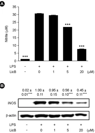 Fig. 2. Effects of  LicB on LPS-induced NO release and iNOS  expression. (A) RAW264.7 cells were treated with 0~20 μM of  LicB in the presence of  500 ng/ml of  LPS or with LPS alone for  24 h, and NO release were determined
