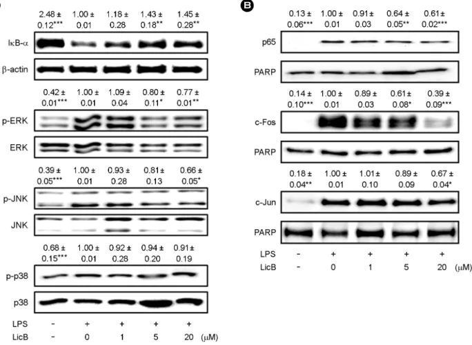Fig. 5. Effect of  LicB on LPS-induced NF-κB and MAPK activation. (A) RAW264.7 cells were plated in 100-mm dishes