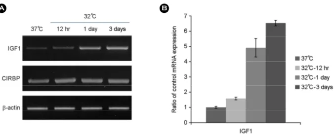 Fig. 1. Hypothermia increases IGF1 mRNA expression. PC12 cell were incubated under control condition (37℃) or hypothermia (32℃) for 12 hrs and 1~3 days