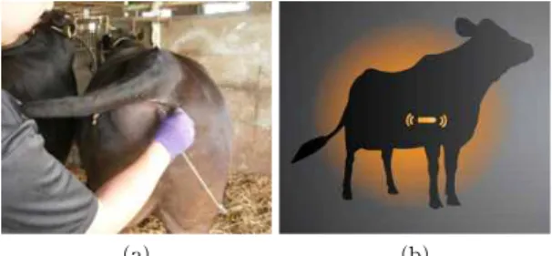 Fig. 1. Methods of measuring body temperature of cattle; 