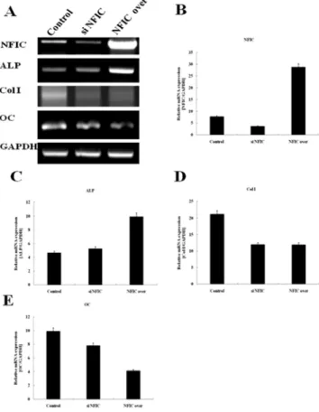 Fig. 1. Morphology and NFI-C protein localization after overexpression or inactivation of NFI-C