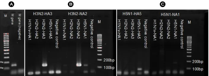 Fig. 1. PCR results of each influenza A virus subtypes reference genes. Each of subtype reference genes (M/HA/NA) was amplified  with specific primer to confirm specificity