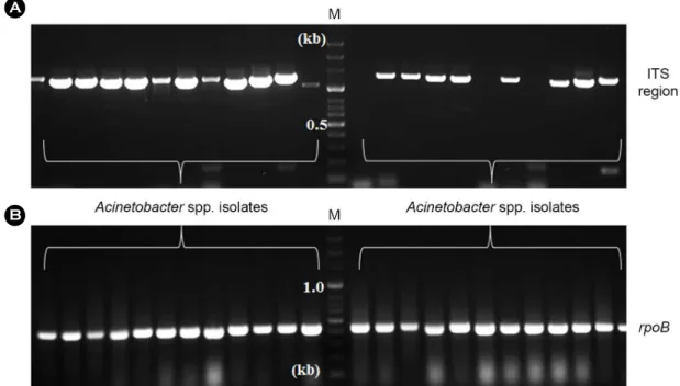 Fig. 2. ITS region and rpoB gene amplification of  Acinetobacter spp. isolates by PCR
